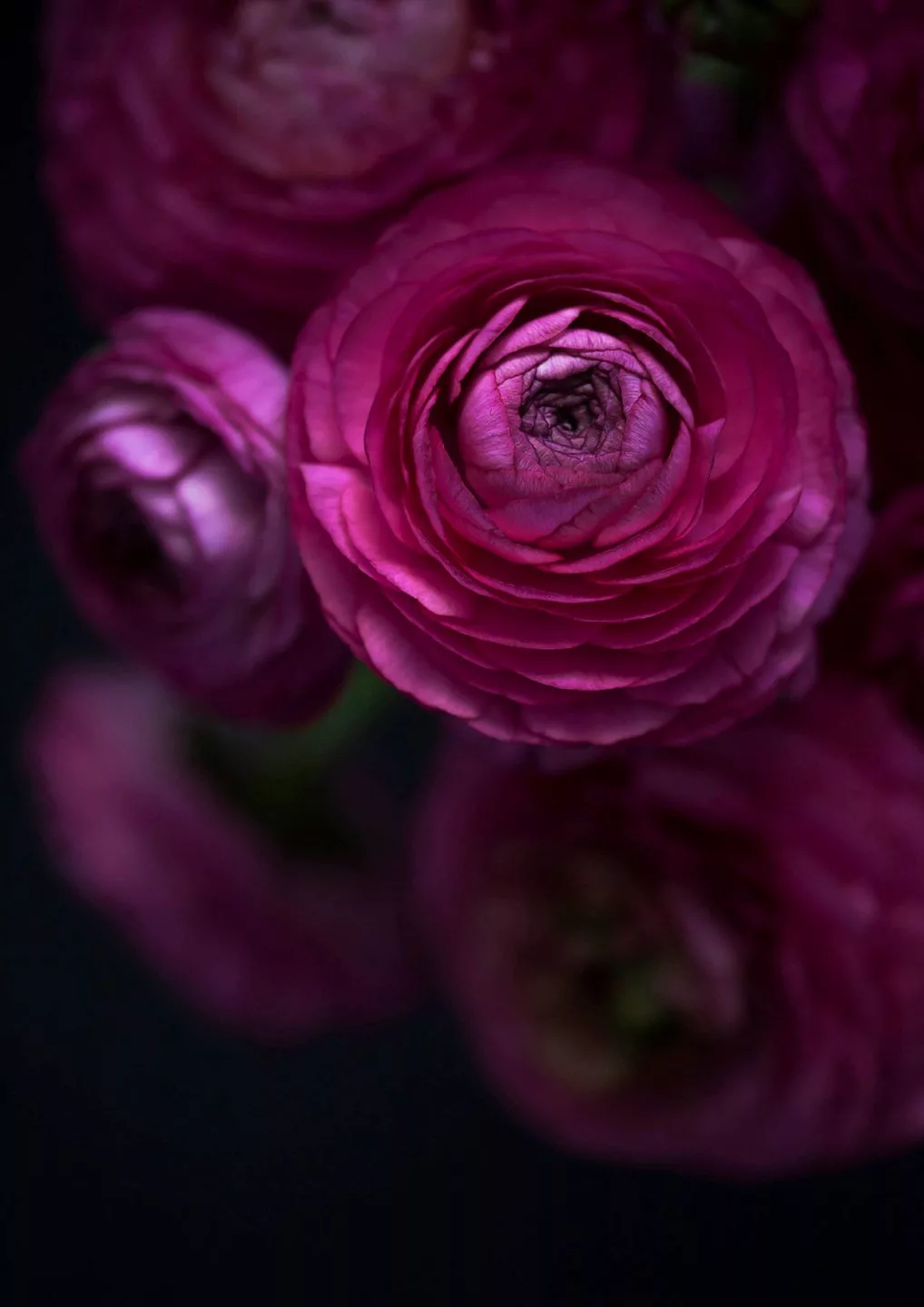 A close‑up photograph of several deep magenta ranunculus flowers against a dark, almost black background. The central flower is sharply focused, revealing many tightly layered, delicate petals that form a spiral pattern leading toward a darker center. Surrounding blooms appear slightly blurred, creating a soft, dreamy effect. The lighting highlights the velvety texture and rich color gradients of the petals, ranging from dark pink to lighter, almost glowing edges.