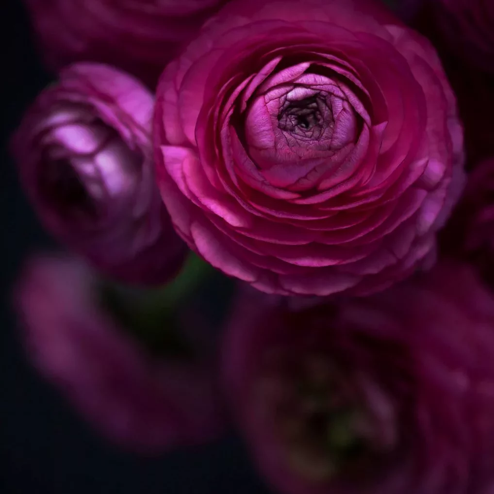 A close‑up photograph of several deep magenta ranunculus flowers against a dark, almost black background. The central flower is sharply focused, revealing many tightly layered, delicate petals that form a spiral pattern leading toward a darker center. Surrounding blooms appear slightly blurred, creating a soft, dreamy effect. The lighting highlights the velvety texture and rich color gradients of the petals, ranging from dark pink to lighter, almost glowing edges.